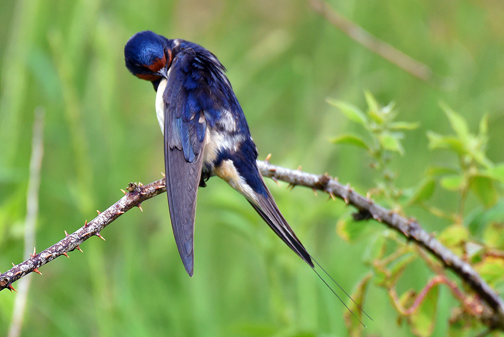 Picture of a Swallow preening on a small prickly branch