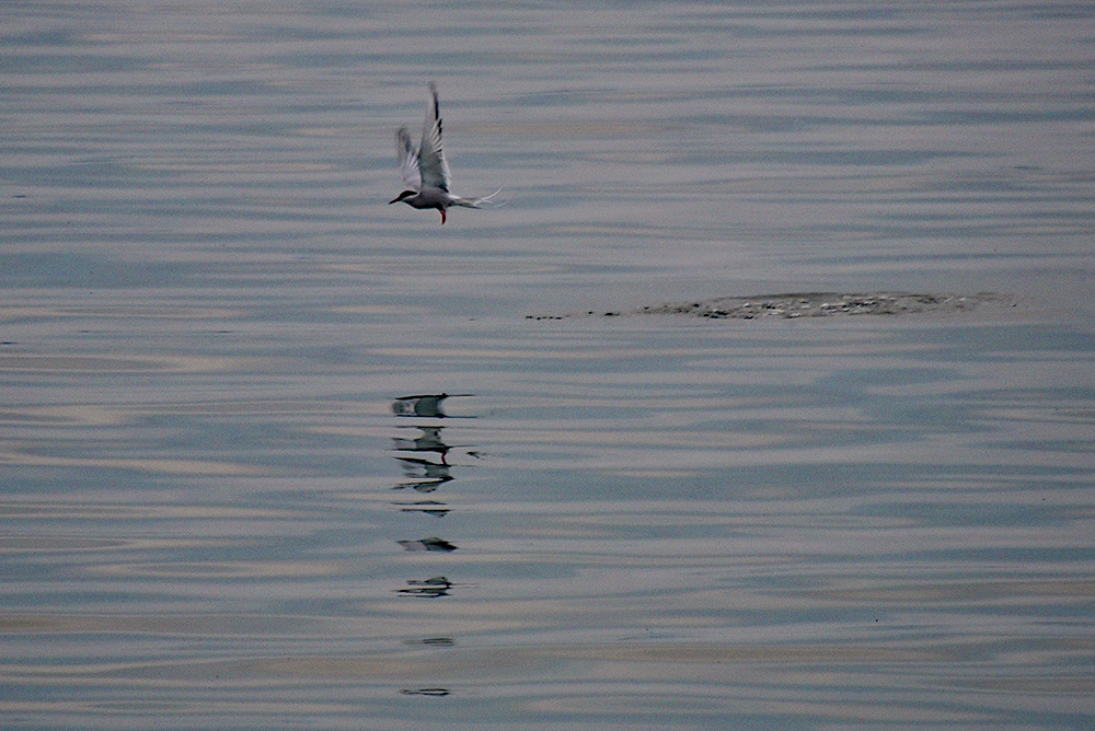Picture of a Tern (Common or Arctic?) flying low above calm water