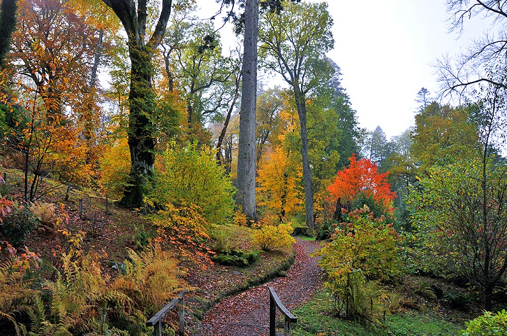 Picture of a garden with tall trees in autumn colours