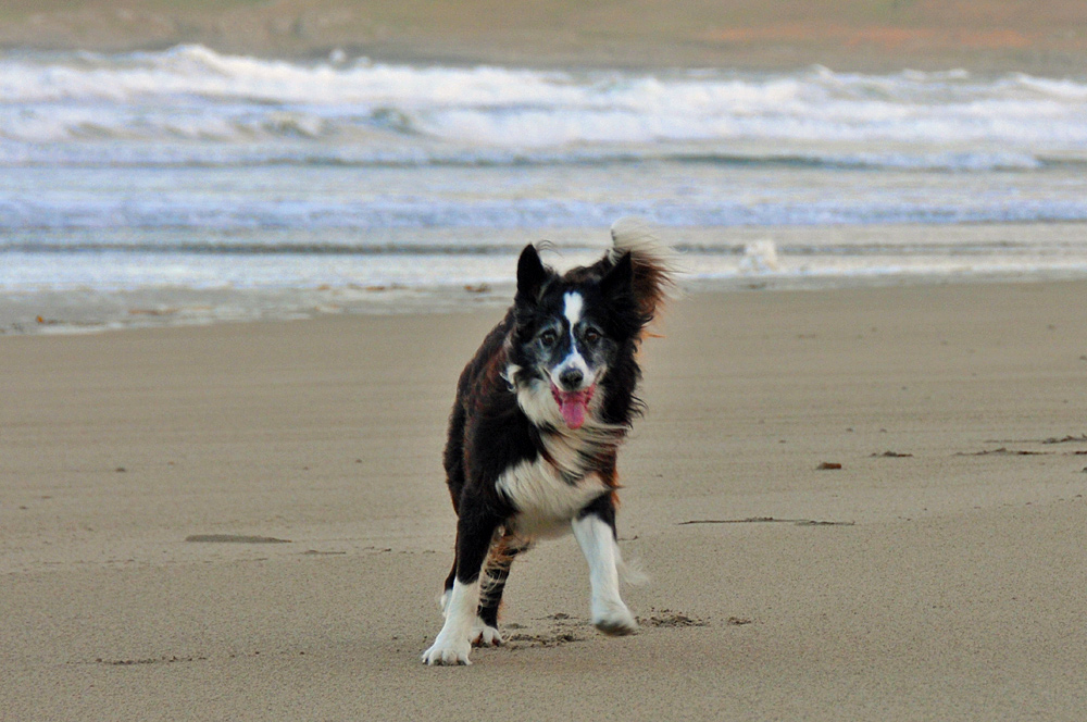 Picture of a Border Collie on a beach looking happy, its fur being blown by the wind