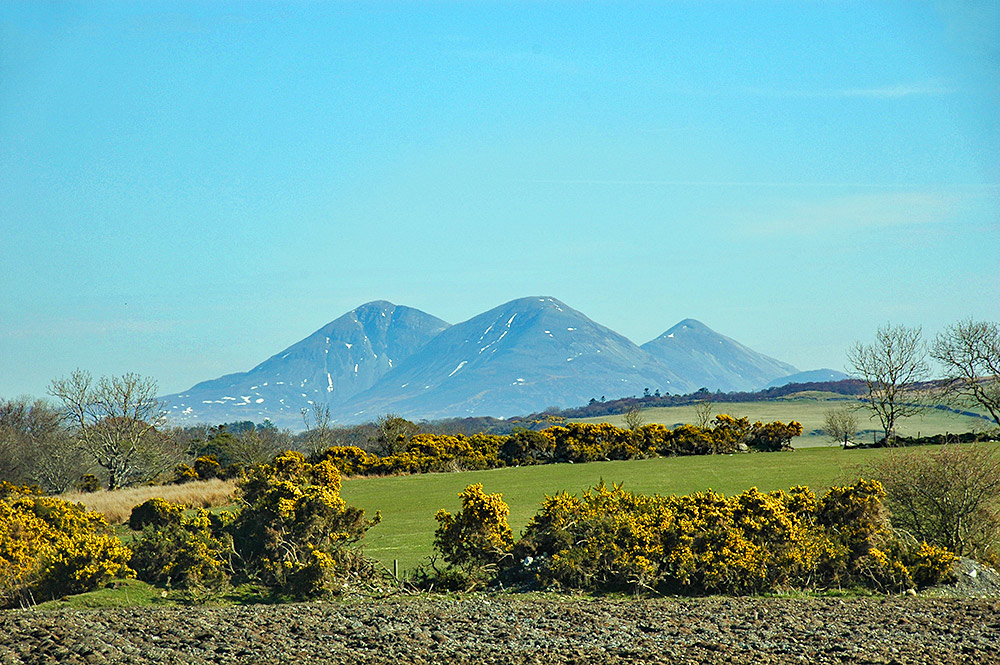 Picture of three mountains behind fields with rows of Gorse bushes