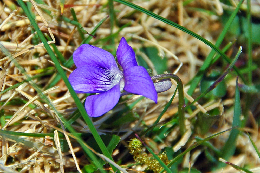 Picture of a purple wild flower in some dead as well as fresh grass