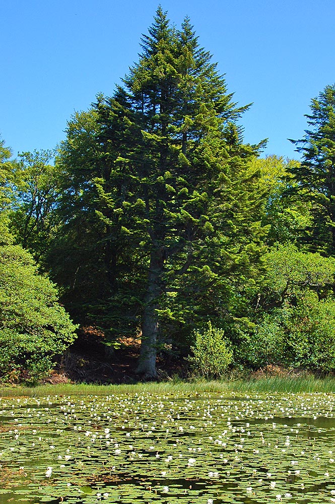 Picture of a big tree towering over a freshwater loch covered in water lilies