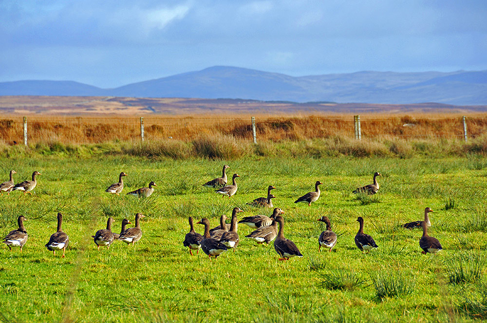 Picture of Greenland White-Fronted Geese in a field