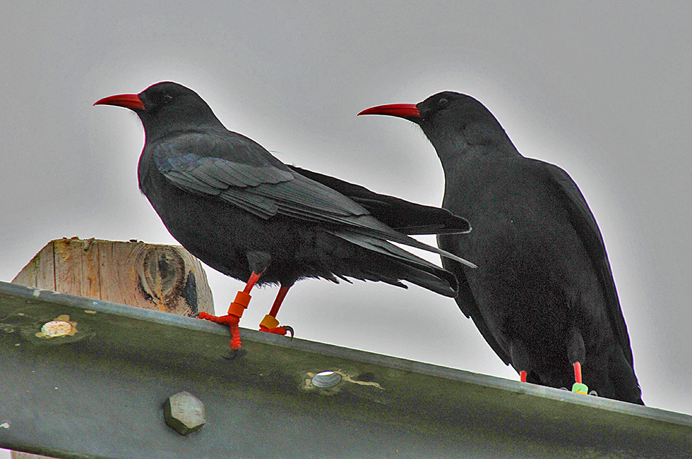 Picture of two Choughs on a phone pole