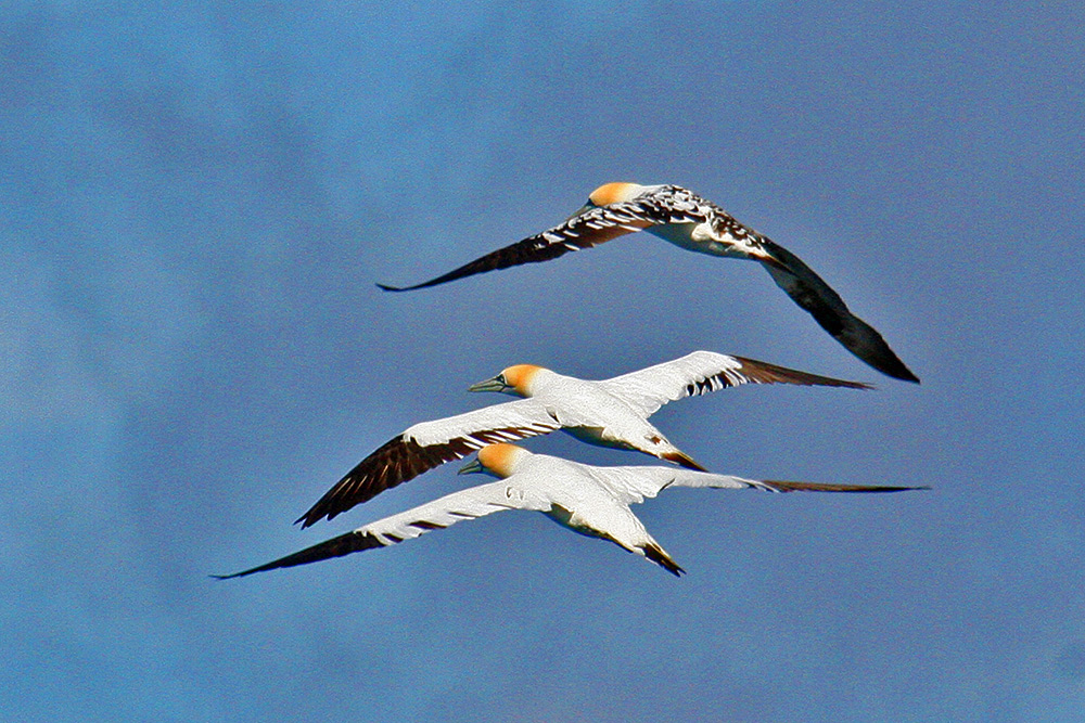 Picture of three gannets in flight