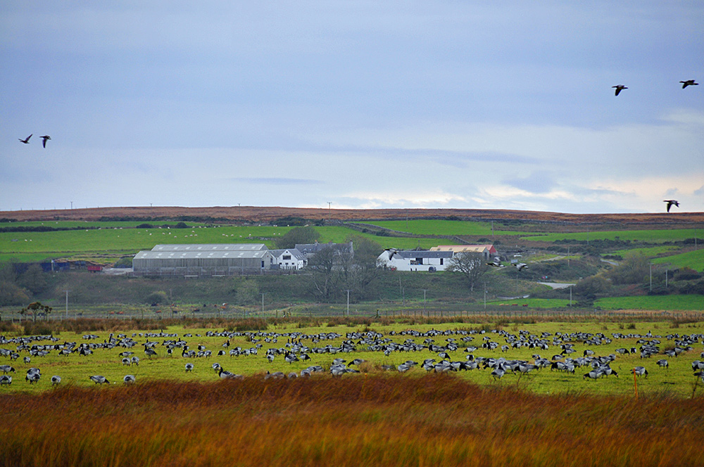 Picture of Barnacle Geese in a field below a farm