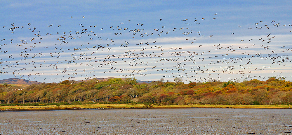 Picture of a large number of Barnacle Geese in flight over woodlands near the top of a sea loch at low tide