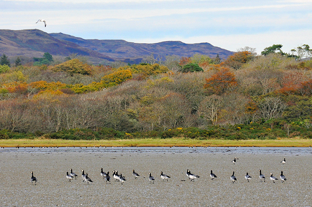 Picture of some Barnacle Geese walking on the sand of sea loch at low tide, trees in autumn colours in the background