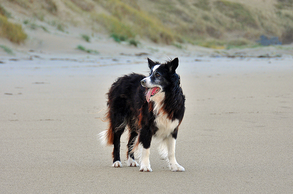Picture of a Border Collie on a beach in front of some dunes