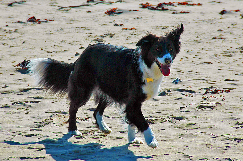Picture of a Border Collie on a beach, one ear blown up by the wind