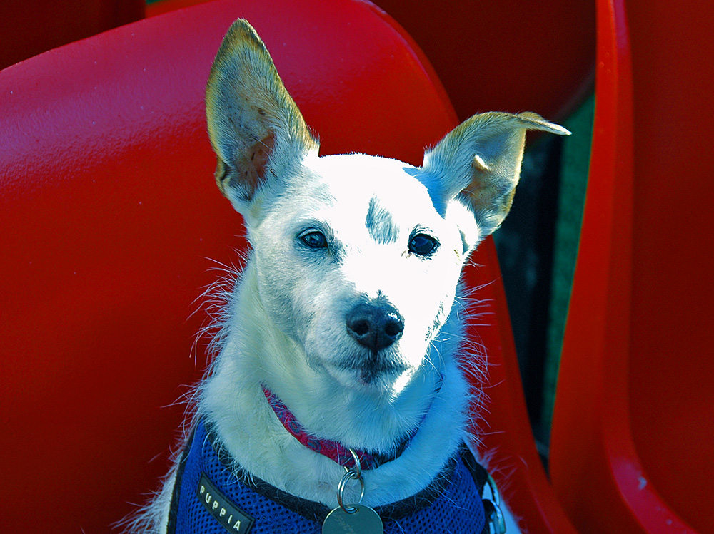Picture of a white dog on a red plastic seat on a ferry