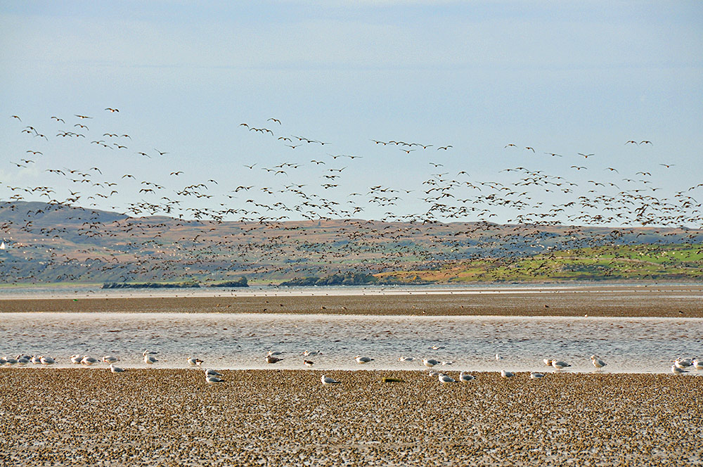 Picture of a sea loch at low tide, a large number of Barnacle Geese in flight with some Gulls sitting on the sand in the foreground