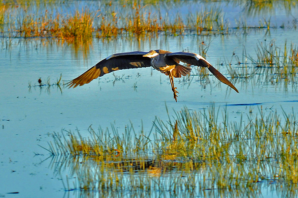 Picture of a Heron flying low over a flooded field in some mild evening sunshine