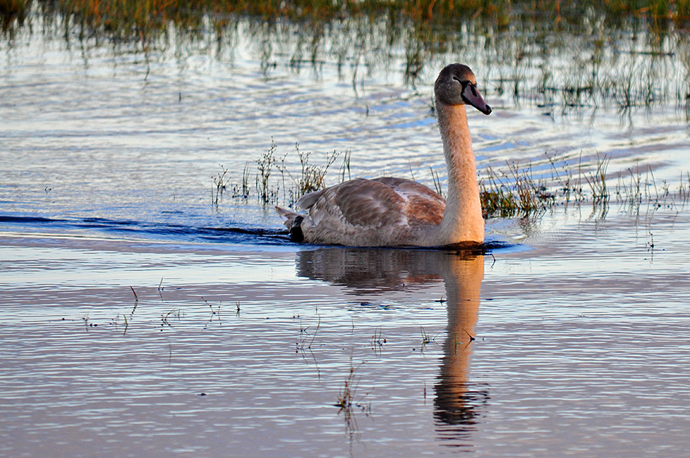Picture of a juvenile Swan swimming along in some low mild evening sunlight