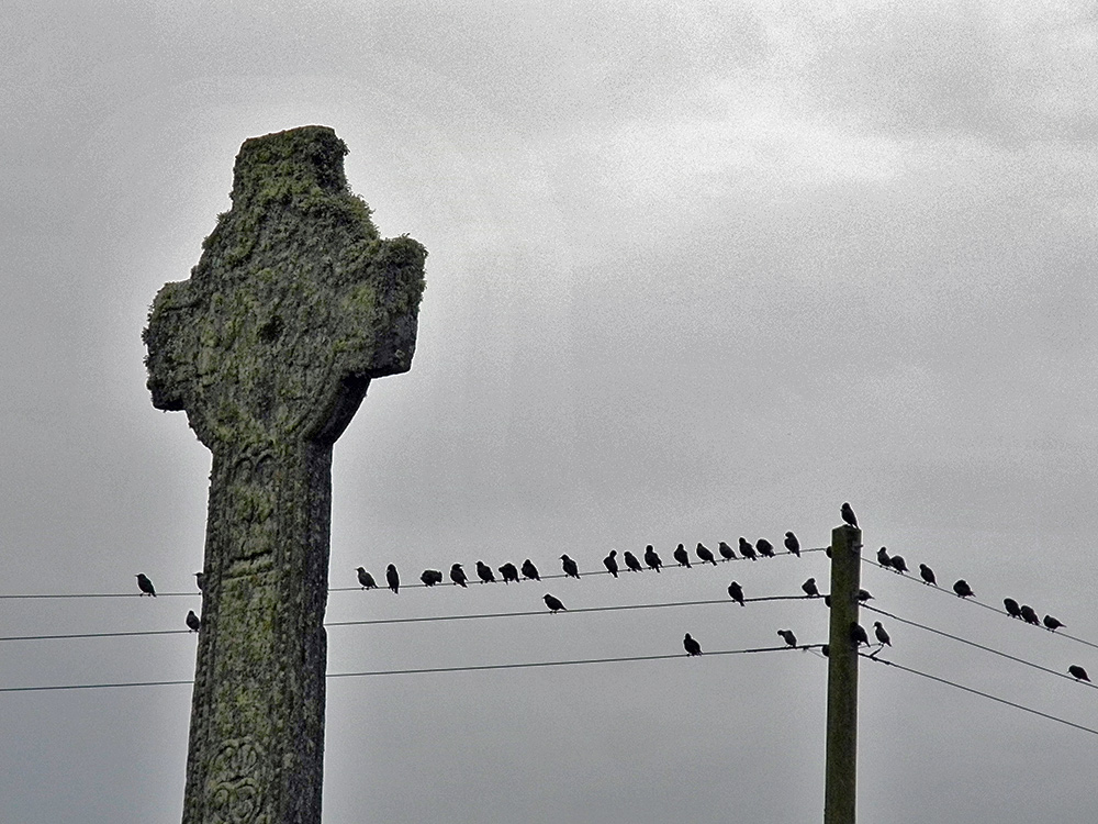 Picture of a Celtic corss (Kilchoman cross) with a good number of Starlings on telephone cables in the background