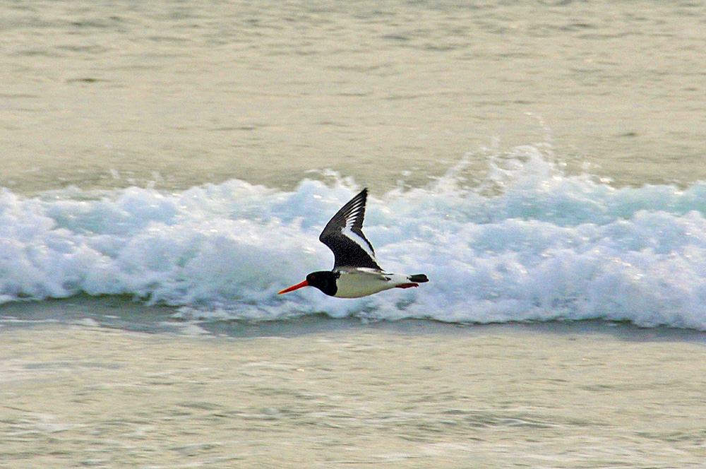 Picture of an Oystercatcher flying low across the water with a wave breaking in the background