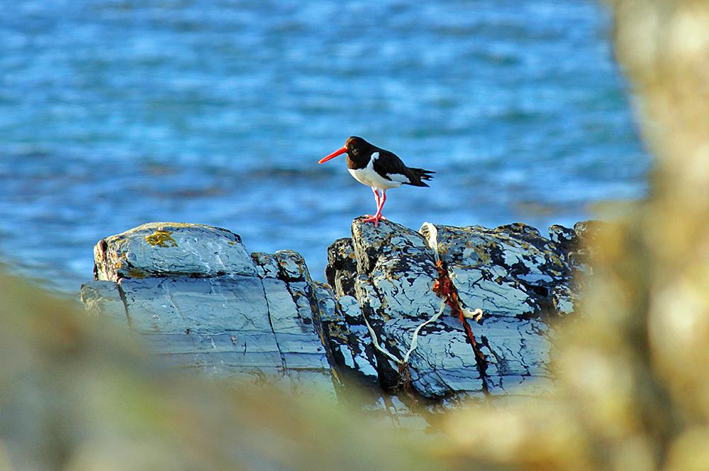 Picture of an Oystercatcher on a rock in the evening sun