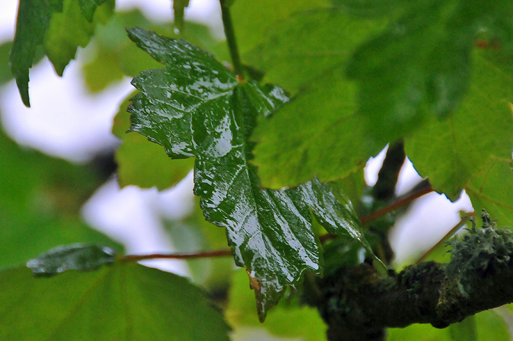 Picture of a wet leaf on a tree in the rain