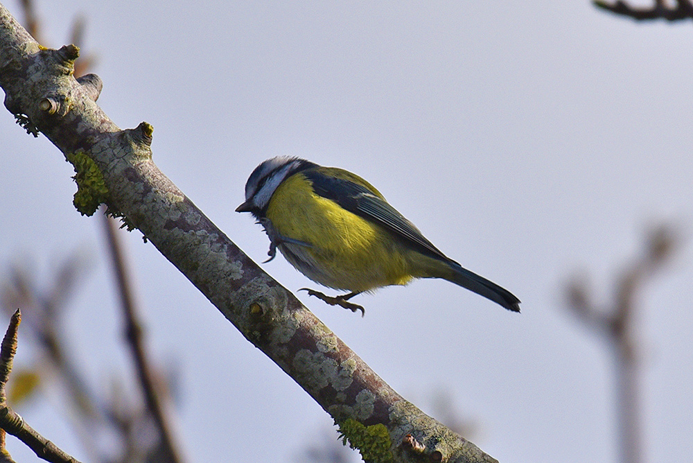 Picture of a Blue Tit hopping along a branch of a tree
