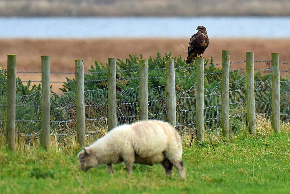 Picture of a Buzzard on a fence post, looking over a sheep grazing in a field