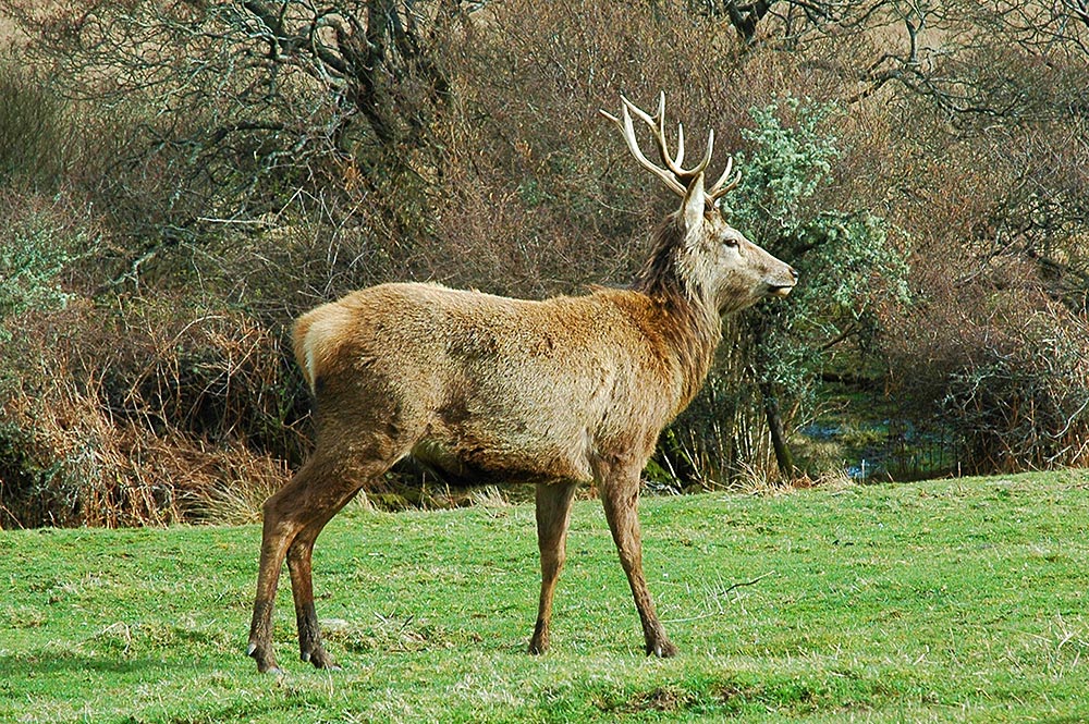 Picture of a big deer in a field