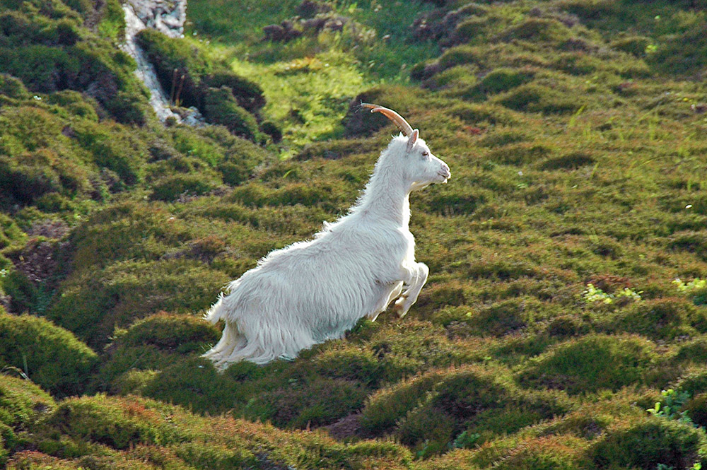 Picture of a white wild goat in mid jump on a heather covered landscape