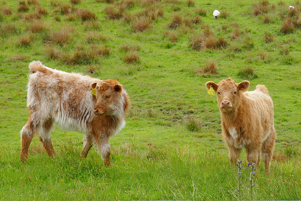 Picture of two young Highland Cattle in a field