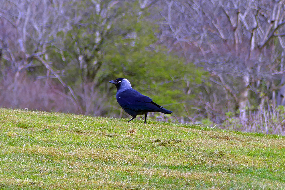 Picture of a Hooded Crow on a grassy hill