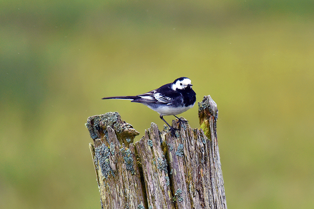 Picture of a Pied Wagtail on an old post