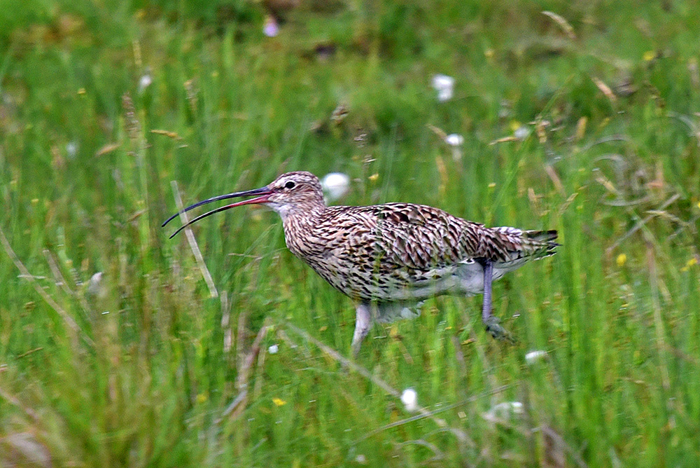 Picture of a Curlew running through some high grass