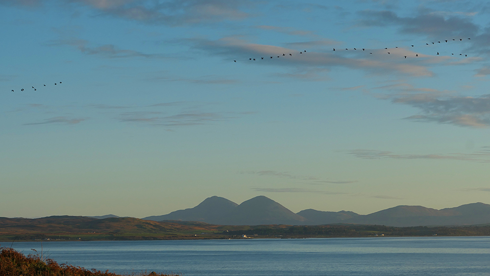 Picture of some Barnacle Geese in flight above a sea loch, mountains in the distance