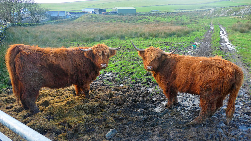 Picture of two Highland cattle posing for a picture