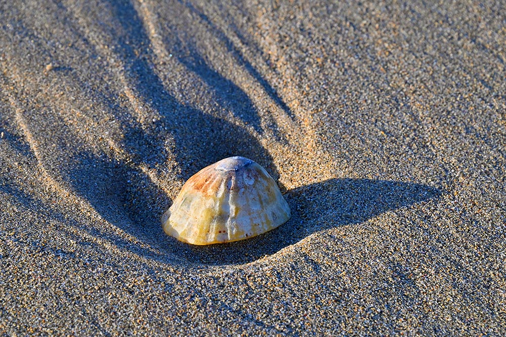 Picture of a shell on a beach in some low sunshine