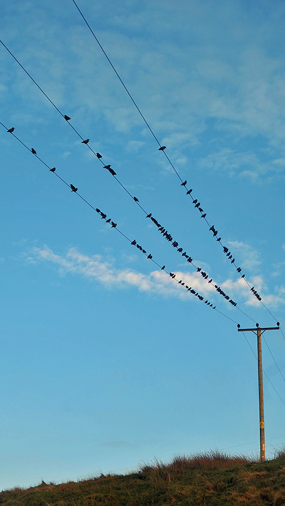 Picture of Starlings sitting on three power lines overhead, seen on a November late afternoon
