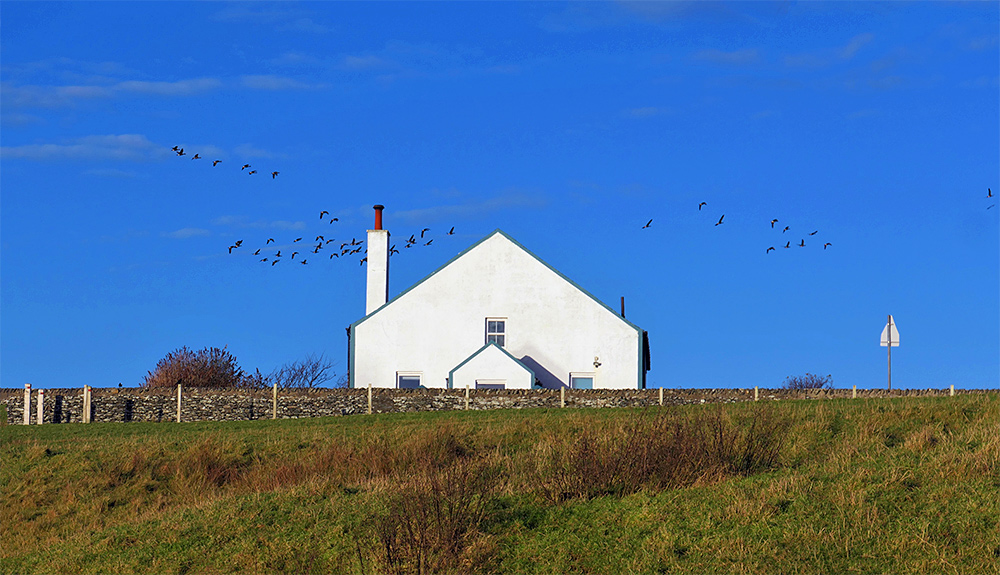 Picture of a few Barnacle Geese flying past a house under a beautiful blue morning sky