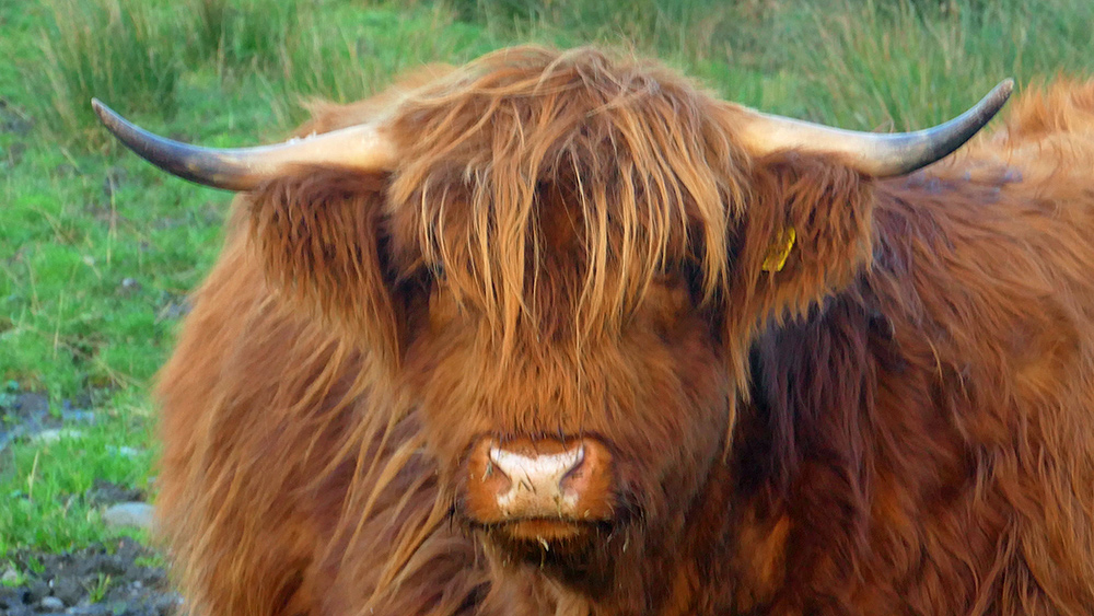 Picture of a Highland Cow in some mild November afternoon light