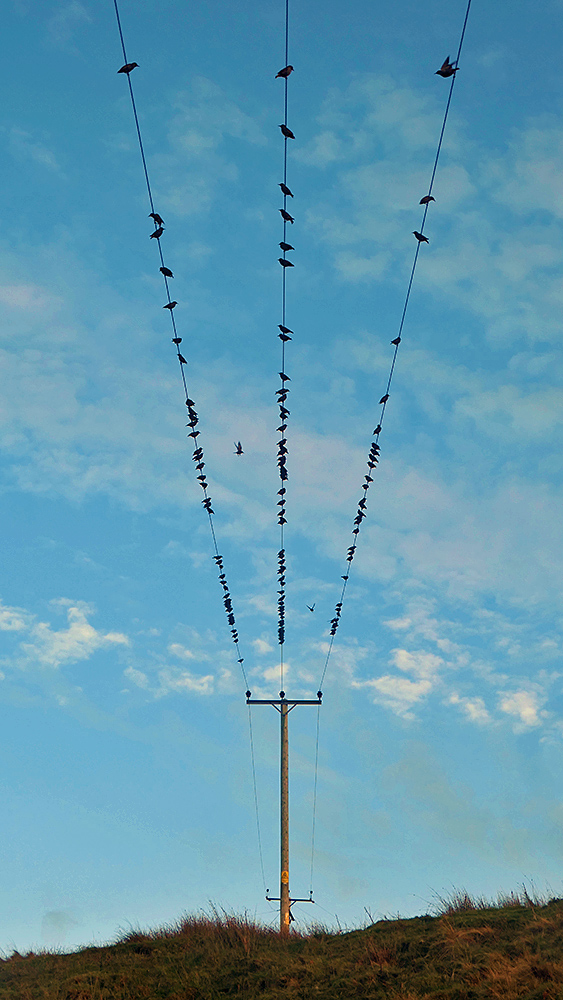 Picture of Starlings sitting on three parallel power lines overhead