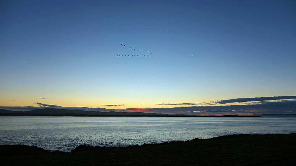 Picture of a small skein of Barnacle Geese flying in V formation high above a sea loch at dawn