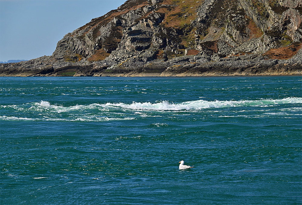 Picture of a Gull floating on the water in whirlpool in a sound between two islands