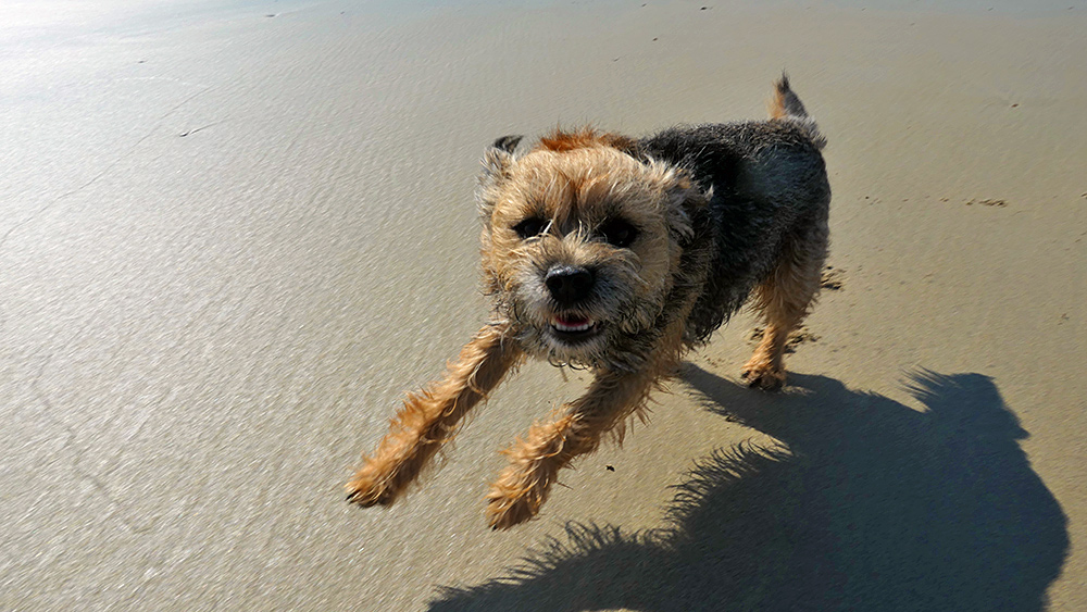 Picture of an excited dog running and jumping up on a sandy beach
