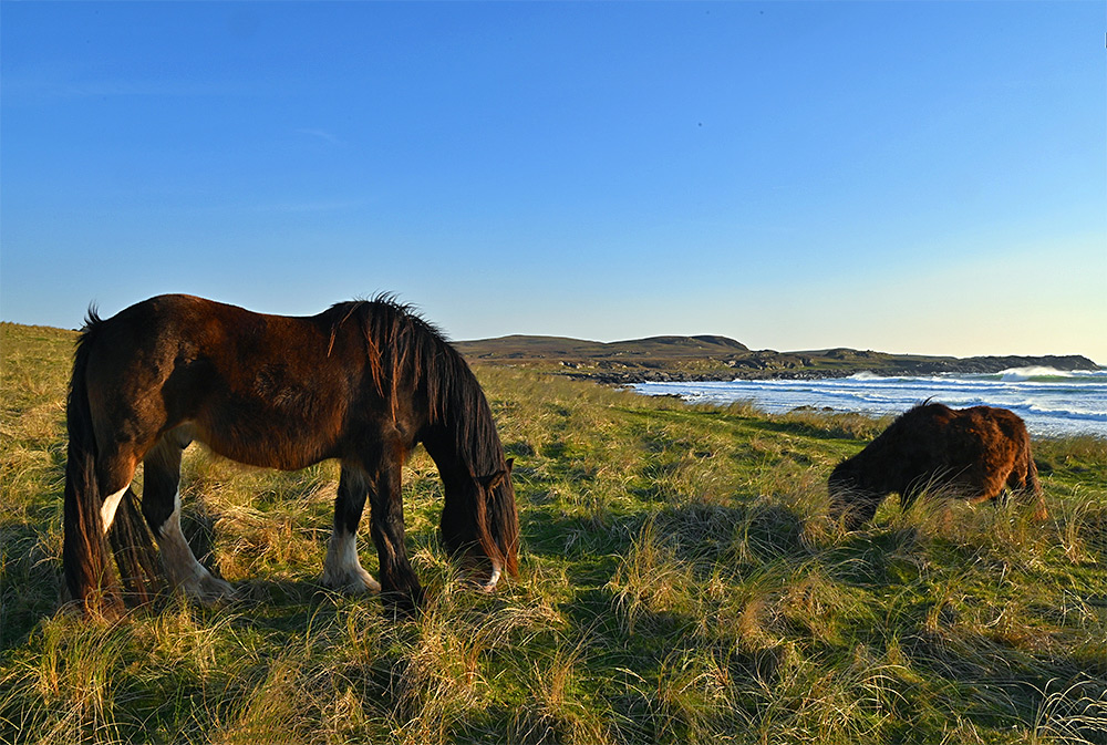 Picture of a horse and a pony grazing in the machair above a bay with waves rolling in