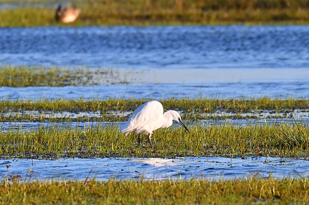 Picture of a Little Egret with a fish in its beak on a wetland
