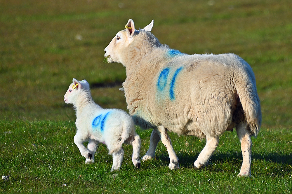 Picture of a sheep and lamb with the number 01 sprayed on the side