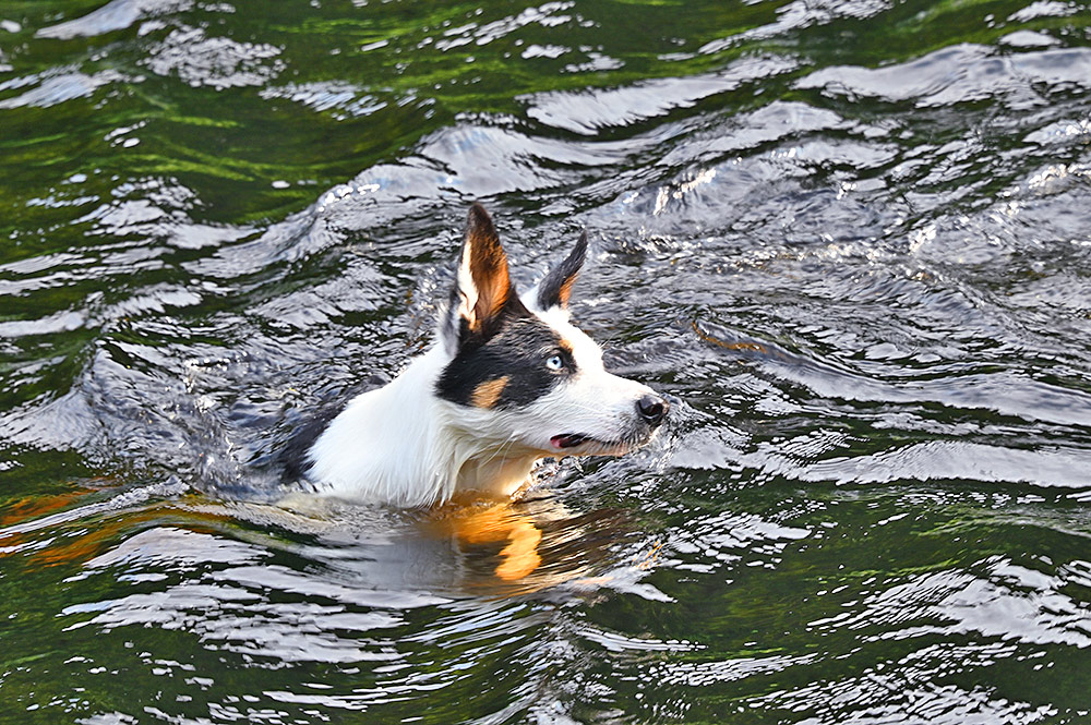 Picture of a dog swimming in a canal
