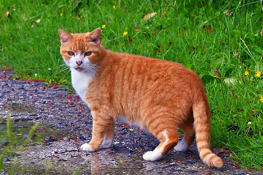 Picture of a small orange/brown and white cat