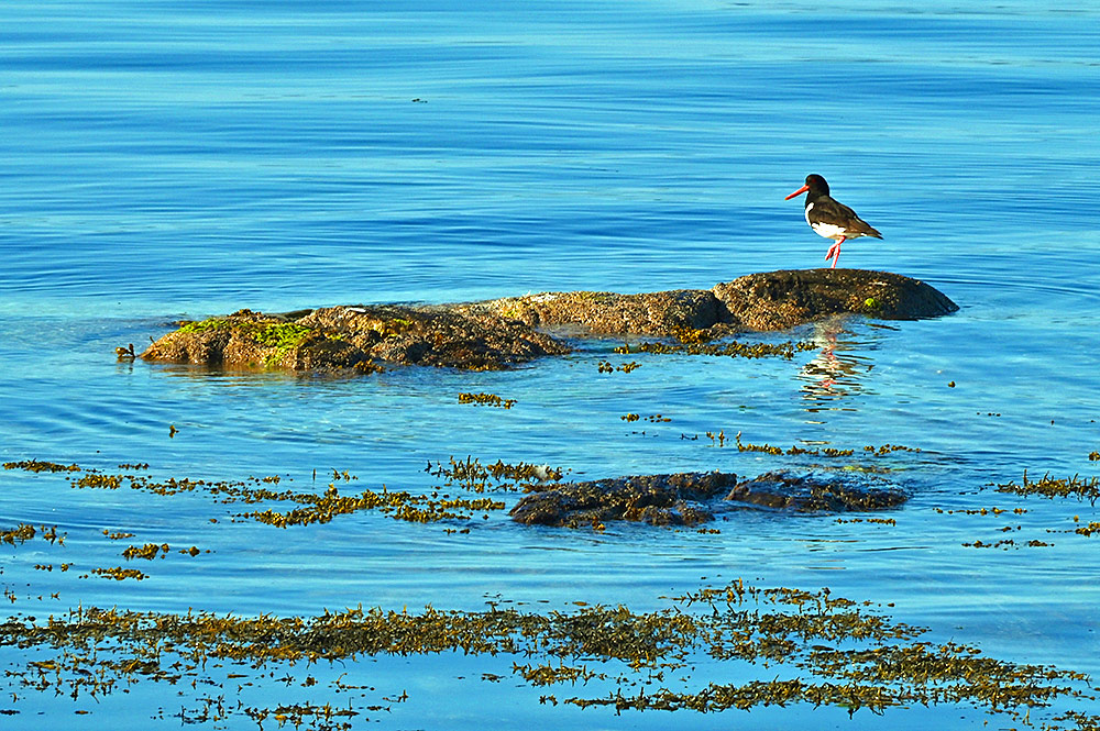 Picture of an Oystercatcher on a small rock in shallow water just off the shore