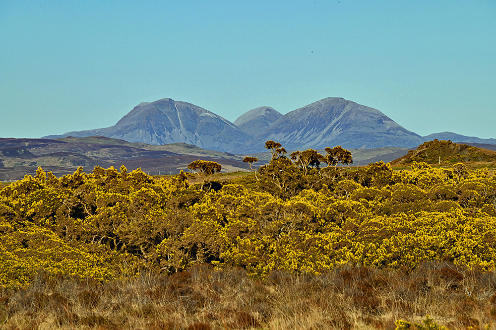 Picture of three mountains in the distance behind some gorse bushes
