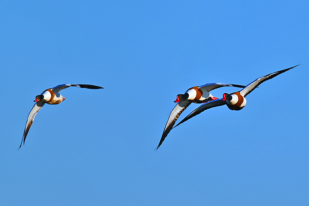 Picture of three Shelducks in flight under a bright blue sky