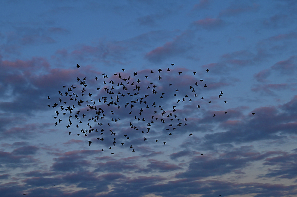 Picture of a small murmuration of Starlings in the evening sky with some colourful clouds